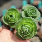 Green Rose Garden Greenovia Flower 100 PCS Seeds