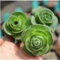 Green Rose Garden Greenovia Flower 100 PCS Seeds
