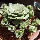 Green Rose Garden Greenovia Flower Plant 100 PCS Seeds