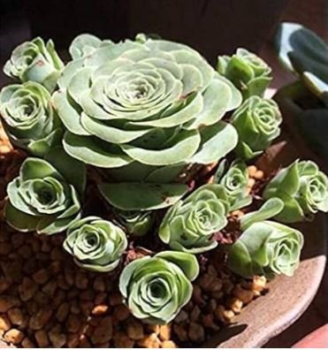 Green Rose Garden Greenovia Flower Plant 100 PCS Seeds