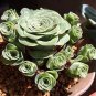 Green Rose Garden Greenovia Flower Plant 100 PCS Seeds