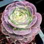 Green Rose Garden Greenovia Flower Plant 100 PCS Seeds