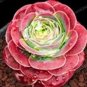 Green Rose Garden Greenovia Flower Plant 100 PCS Seeds