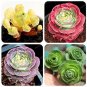 Green Rose Garden Greenovia Flower Plant 100 PCS Seeds