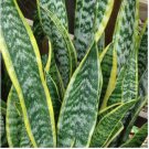 Green Sansevieria 100 PCS Seeds