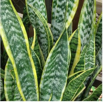 Green Sansevieria 100 PCS Seeds