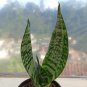 Green Sansevieria 100 PCS Seeds