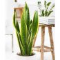 Green Sansevieria 100 PCS Seeds