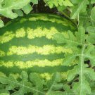 Green Skin Red Inside Very Sweet Mini Round Watermelon Juicy Organic 20 PCS Seeds
