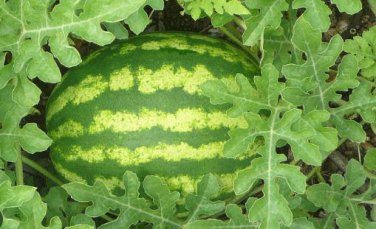 Green Skin Red Inside Very Sweet Mini Round Watermelon Juicy Organic 20 PCS Seeds