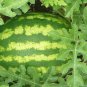 Green Skin Red Inside Very Sweet Mini Round Watermelon Juicy Organic 20 PCS Seeds