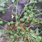 Green Skin Red Inside Very Sweet Mini Round Watermelon Juicy Organic 20 PCS Seeds