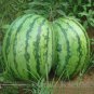 Green Skin Red Sweet Watermelon 'Twins' 20 PCS Seeds