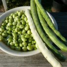 Green Soy Beans Cowpeas Vegetable 25 PCS Seeds Green Soy Beans Cowpeas Vegetable 25 PCS Seeds