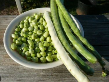 Green Soy Beans Cowpeas Vegetable 25 PCS Seeds