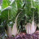 Green Swiss Chard 50 PCS Seeds Green Swiss Chard 50 PCS Seeds