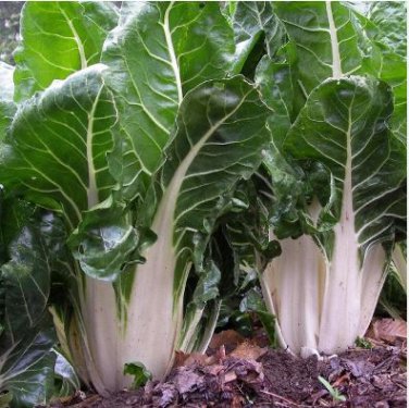 Green Swiss Chard 50 PCS Seeds