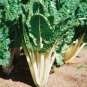 Green Swiss Chard 50 PCS Seeds