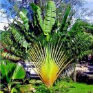 Green Travelers Palm Flores 200 PCS Seeds