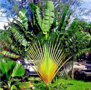 Green Travelers Palm Flores 200 PCS Seeds