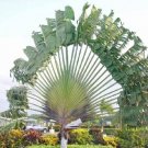 Green Travelers Palm Flores Bonsai 100 PCS Seeds