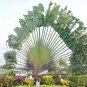 Green Travelers Palm Flores Bonsai 100 PCS Seeds