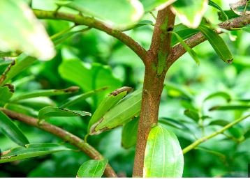 Green Tree Cinnamon 6 PCS Seeds