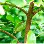 Green Tree Cinnamon 6 PCS Seeds