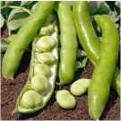 Green White Giant Broad Bean 100 PCS Seeds