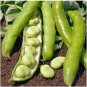 Green White Giant Broad Bean 100 PCS Seeds