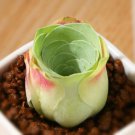 Greenovia diplocycla ex La Gomera 20 PCS Seeds