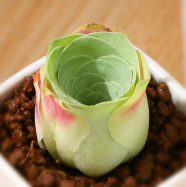Greenovia diplocycla ex La Gomera 20 PCS Seeds
