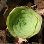 Greenovia diplocycla ex La Gomera 20 PCS Seeds