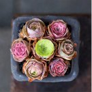 Greenovia Flowers 100 PCS Seeds