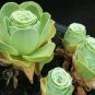 Greenovia Flowers 100 PCS Seeds