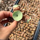 Greenovia Guarimiar 10 PCS Seeds