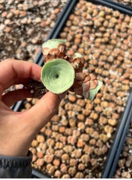 Greenovia Guarimiar 10 PCS Seeds