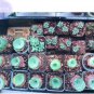 Greenovia Guarimiar 10 PCS Seeds