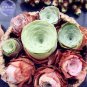Greenovia Guarimiar 10 PCS Seeds