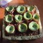 Greenovia Guarimiar 10 PCS Seeds