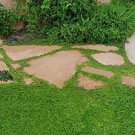 Ground Cover Green Seeds Herniaria Glabra 100 PCS Seeds Ground Cover Green Seeds Herniaria Glabra 100 PCS Seeds