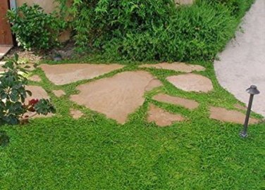 Ground Cover Green Seeds Herniaria Glabra 100 PCS Seeds