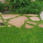 Ground Cover Green Seeds Herniaria Glabra 100 PCS Seeds