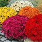 Ground-cover Chrysanthemum 250 PCS Seeds