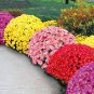 Ground-cover Chrysanthemum 250 PCS Seeds