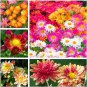 Ground-cover Chrysanthemum 250 PCS Seeds