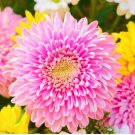 Ground-cover Chrysanthemum (Yellow Pink Red Mixed Different Colors) Hardy 500 PCS Seeds Ground-cover Chrysanthemum (Yellow Pink Red Mixed Different Colors) Hardy 500 PCS Seeds