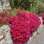 Ground-cover Chrysanthemum (Yellow Pink Red Mixed Different Colors) Hardy 500 PCS Seeds