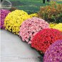 Ground-cover Chrysanthemum (Yellow Pink Red Mixed Different Colors) Hardy 500 PCS Seeds