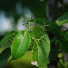 Green Tree cinnamon 6 PCS Seeds